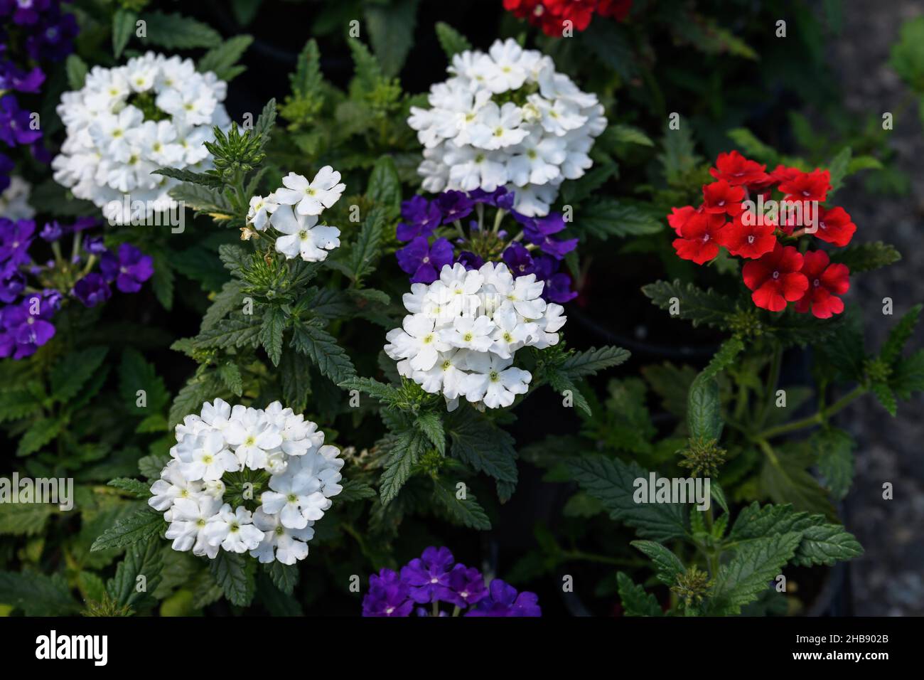 Pink and white verbena hi-res stock photography and images - Alamy