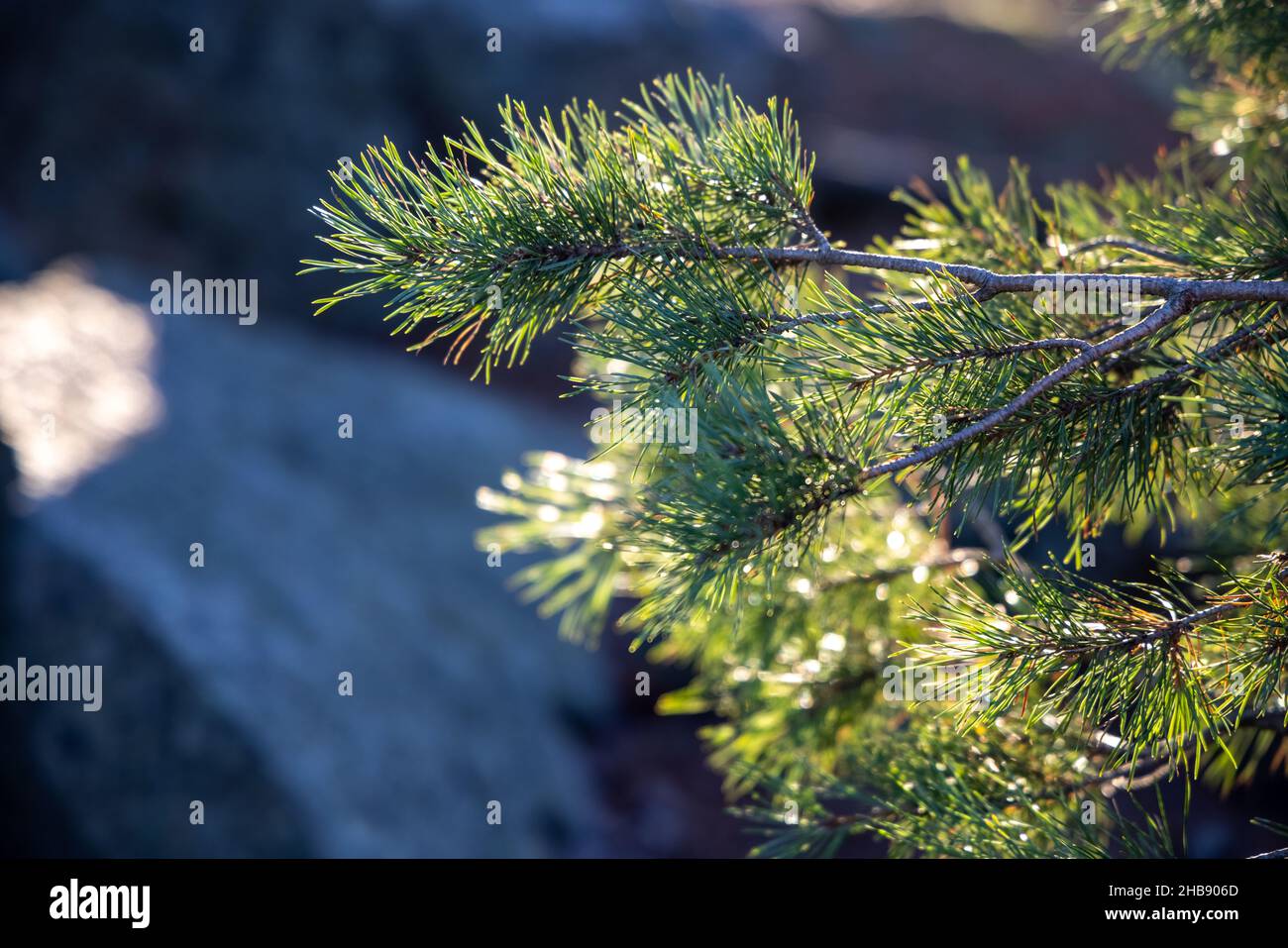 Soft focused young Pine buds. Pinus sylvestris, pinus nigra, branches of mountain pine. Pinus tree on a sunny day with the backlight of sun Stock Photo