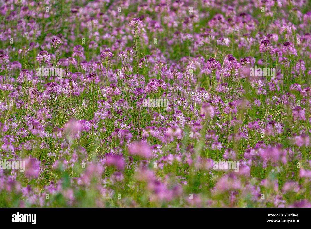 Field of pink wildflowers hi-res stock photography and images - Alamy