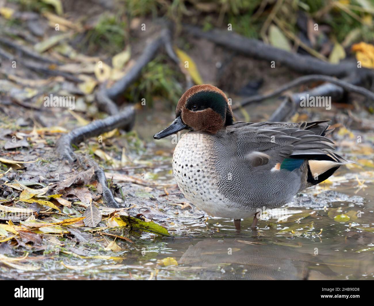 Teal, Anas crecca, single male by water, Warwickshire, November 2021 Stock Photo