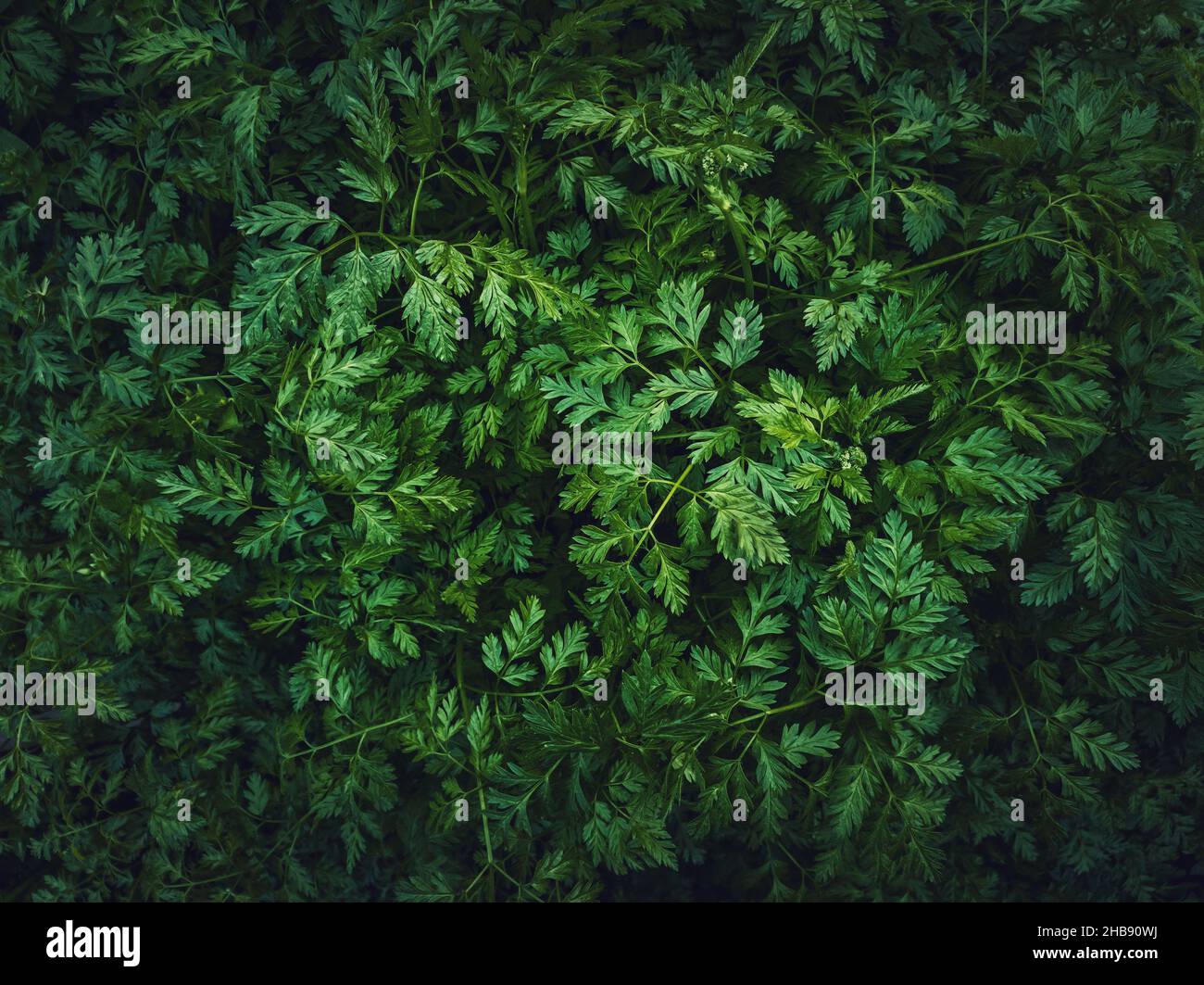 Wild parsley plant or parsnip green leaves texture. Fresh herb sprouts close up. Natural vegetation background, eco and environment concept Stock Photo