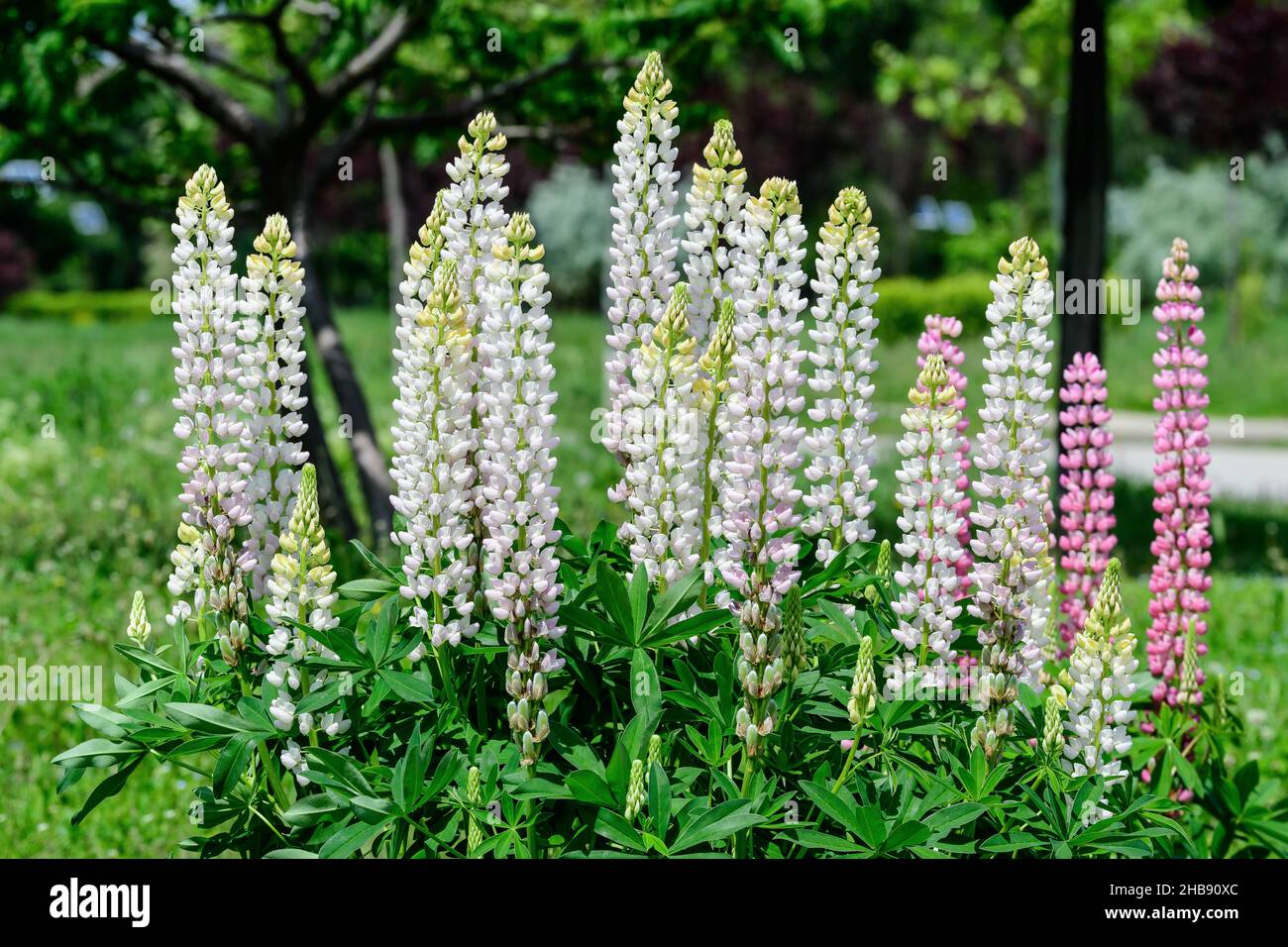 Many white flowers of Lupinus, commonly known as lupin or lupine, in full bloom and green grass in a sunny spring garden, beautiful outdoor floral bac Stock Photo