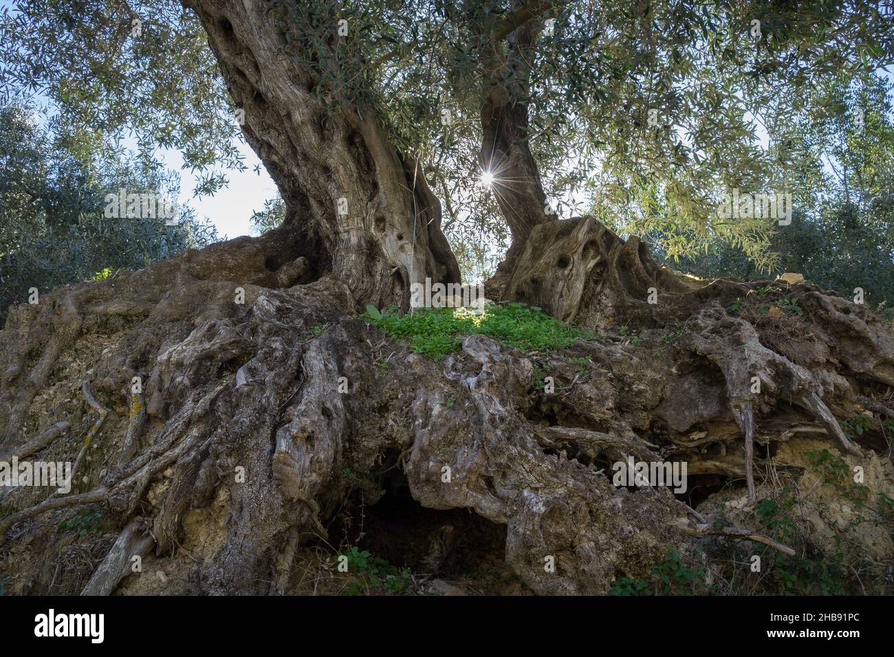 beautiful olive tree and mediterranean sunlight in rural spain Stock ...