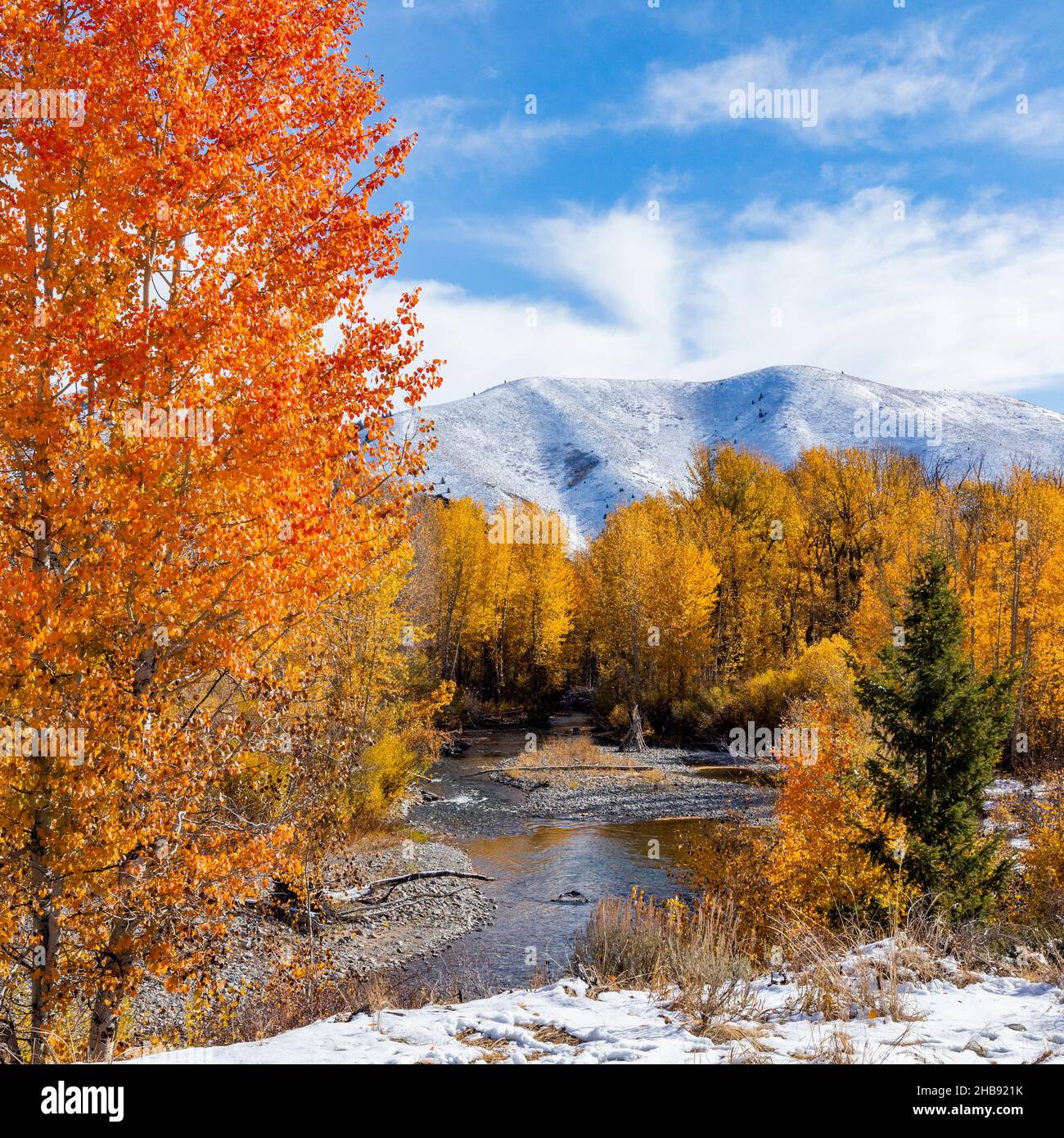 USA, Idaho, Ketchum, Fall foliage in mountains near Sun Valley Stock Photo  - Alamy
