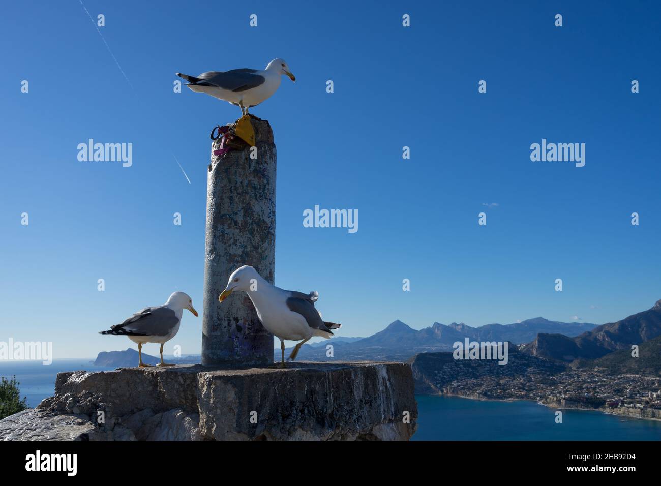 seagulls at the peak of a mountain on the mediterranean coast in spain Stock Photo