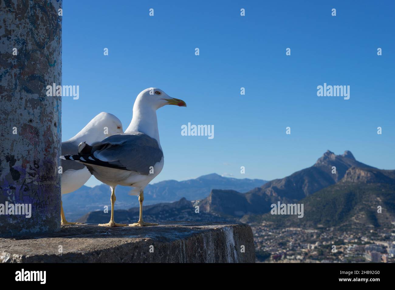 seagulls at the peak of a mountain on the mediterranean coast in spain Stock Photo