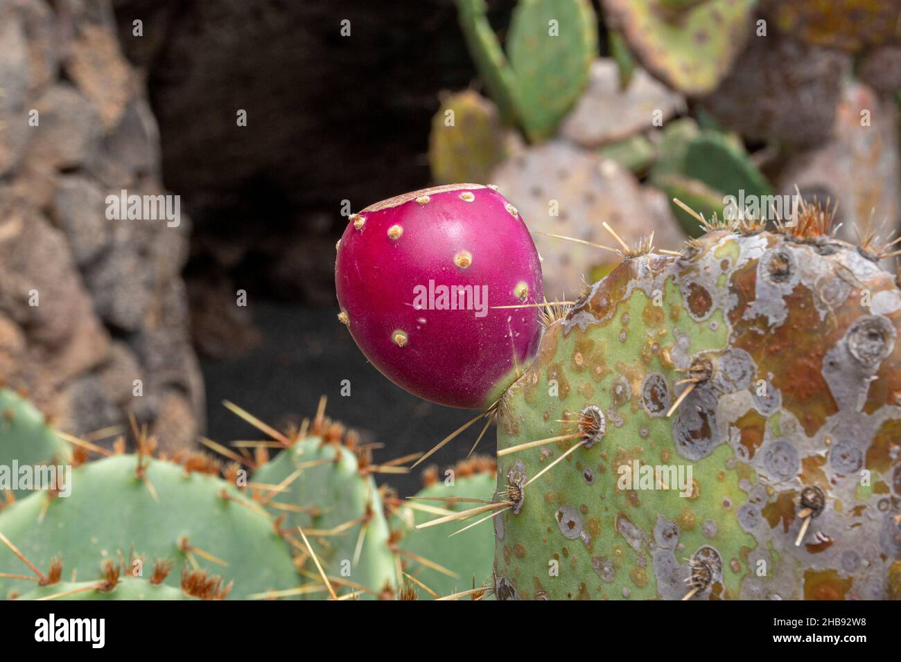 Photograph of plants in the cactus garden in Lanzarote, Spain. Stock Photo