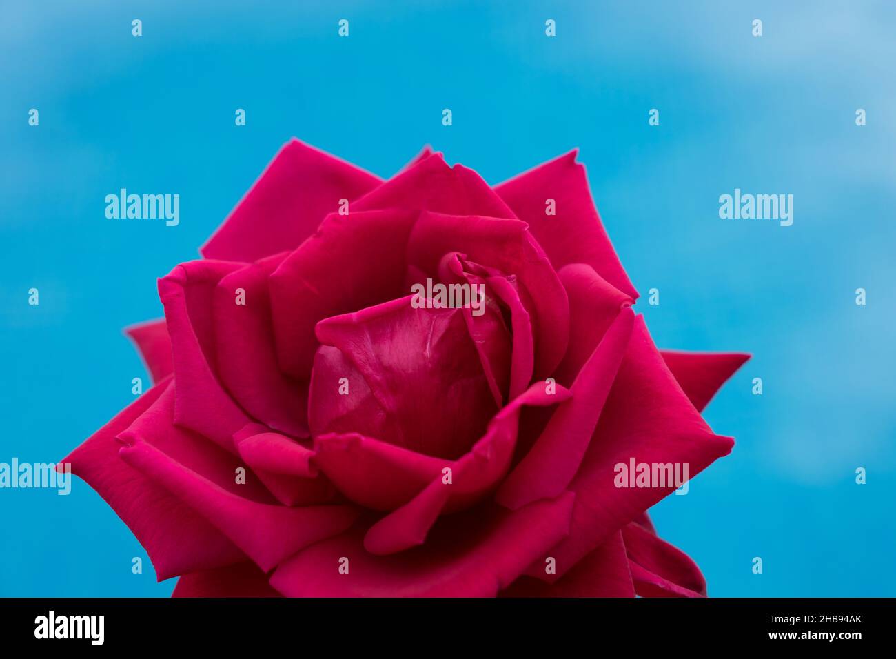 Rose romance hi-res stock photography and images - Alamy