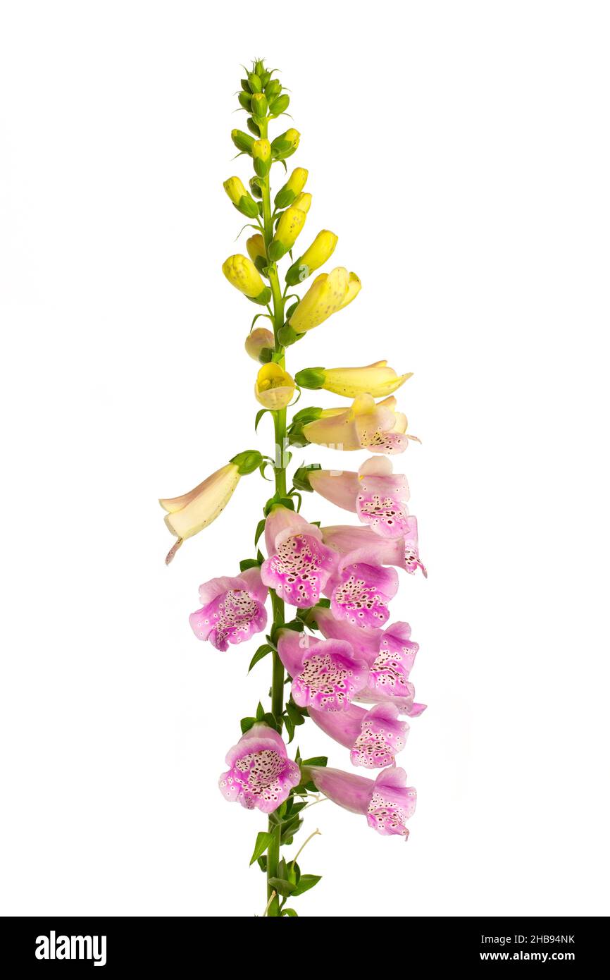 Digitalis, Digitalis purpurea, foxglove, common foxglove, purple foxglove, lady's glove, purple, poison, poisonous, blossom, flower, flowering, white Stock Photo