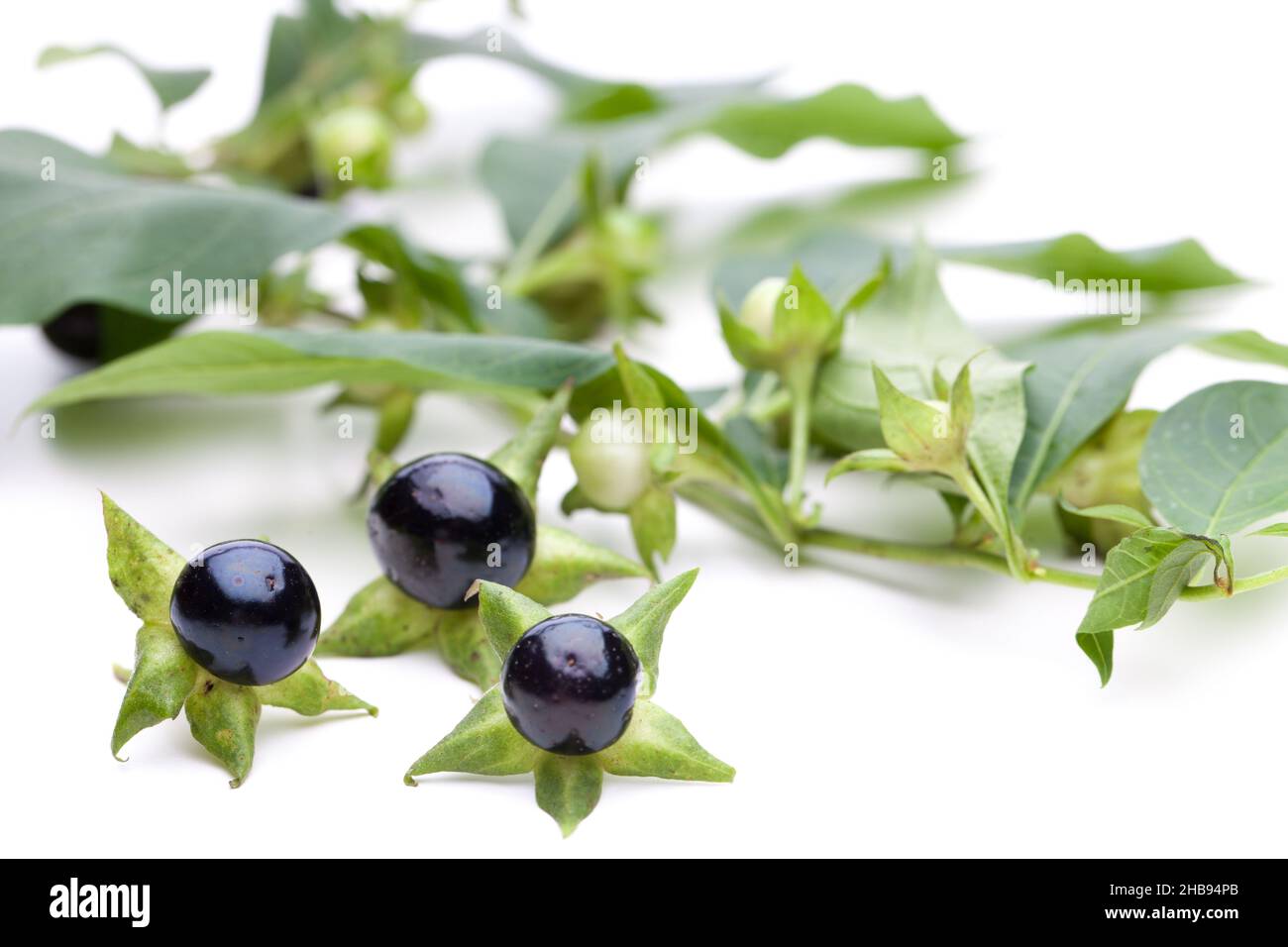 Plant, belladonna, black, berries, leaves, poisonous herbs, magic, plants, witches ointment, poison, health, road, green, berry, cure, medicinal herb, Stock Photo