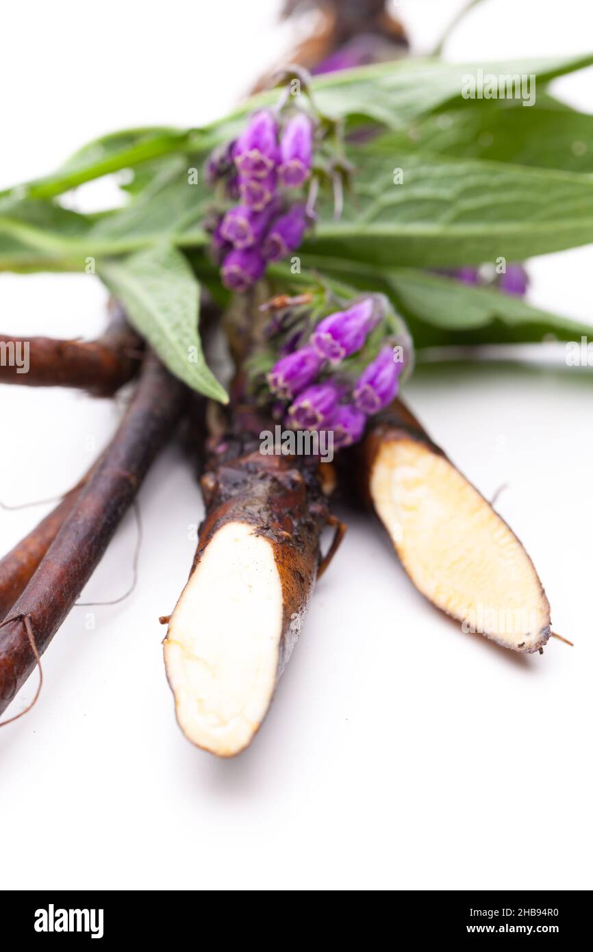 Comfrey root, Symphytum officinale L, flower, roots, leaf, plant, white, front, white, background, Symphytum, officinale isolated, interior, cut, medi Stock Photo