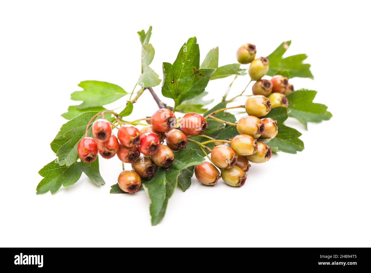 Hawthorn, red, berries, white, leaves, branch, branch, many, lying, Crataegus monogyna, closed, isolated, isolated, close, whole, medicinal herb, fres Stock Photo