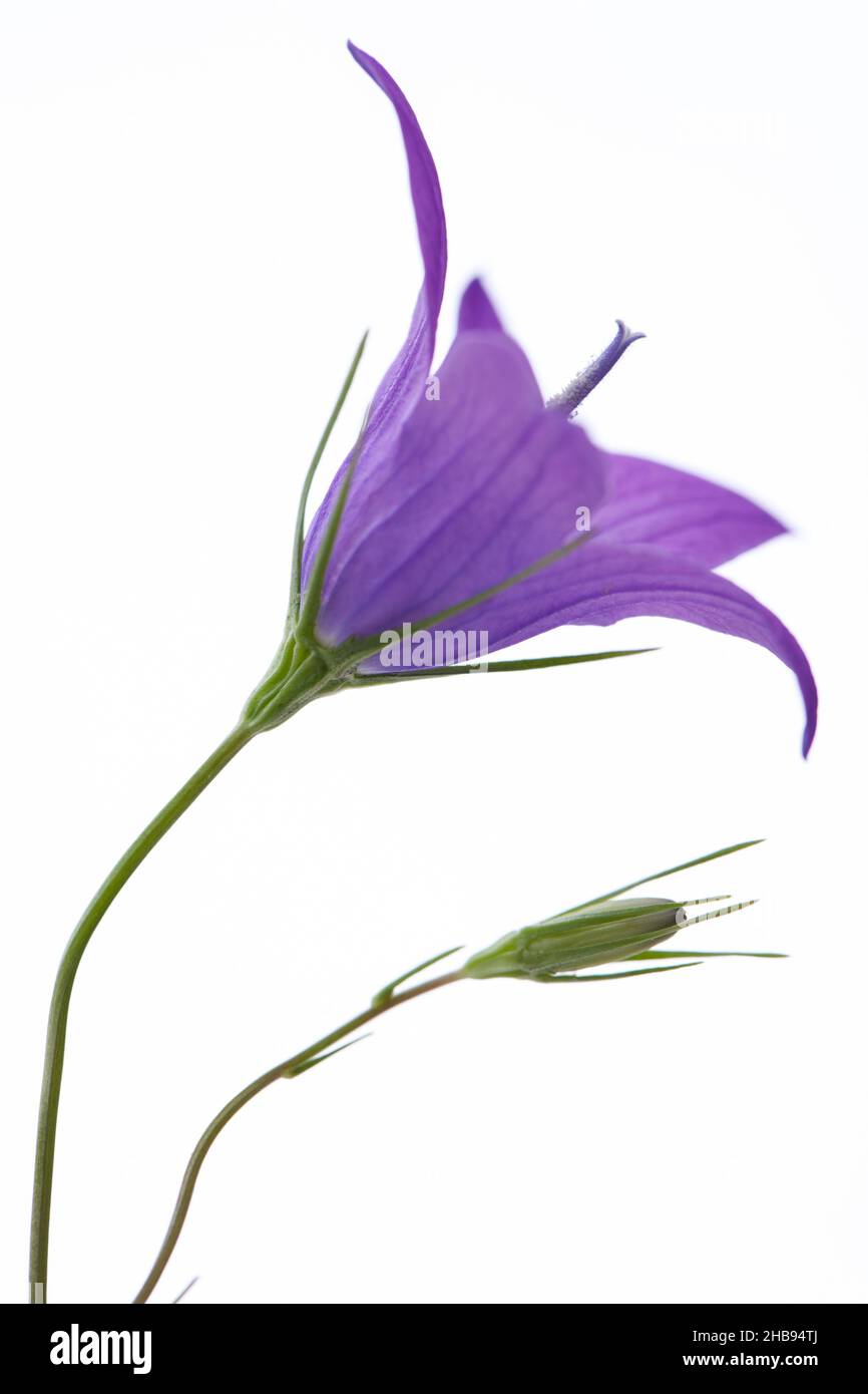 Meadow bellflower, Campanula patula, Bellflower, individually, purple, flowers, flower, meadow Bellflower, a, purple, details, white, open, open, insi Stock Photo