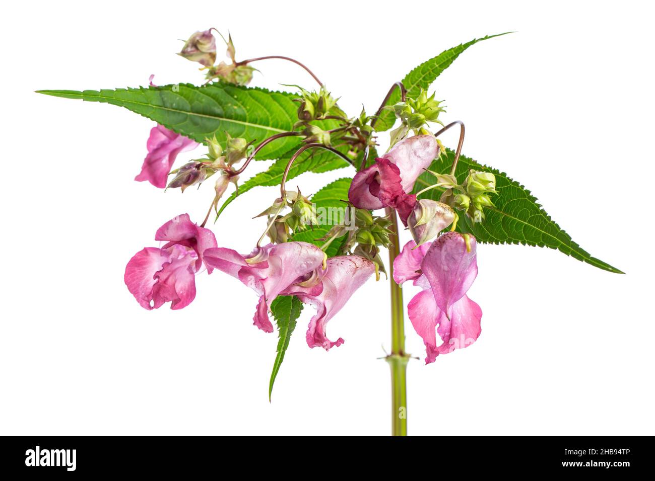 Balsam, Himalayan, white, background, Indian, Balsam, Himalayan, neophyte, Plant released, Cut, isolated, white, details, flower, leaves, detail, purp Stock Photo