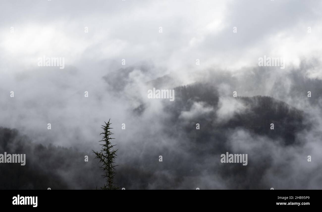 Fogs in forest hi-res stock photography and images - Alamy