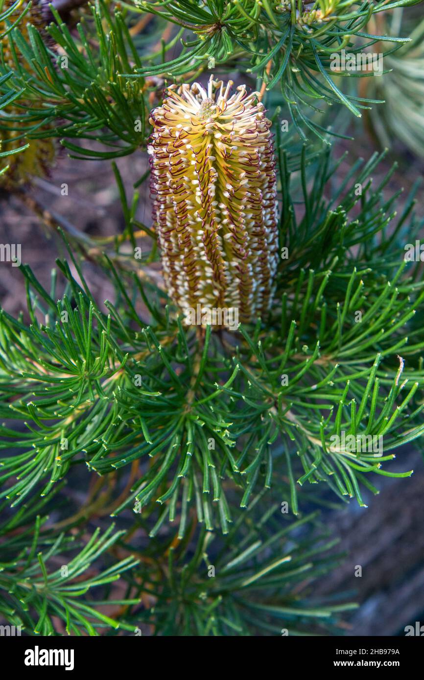 a flowering Banksia spinulosa (Hill Banksia Stock Photo Alamy