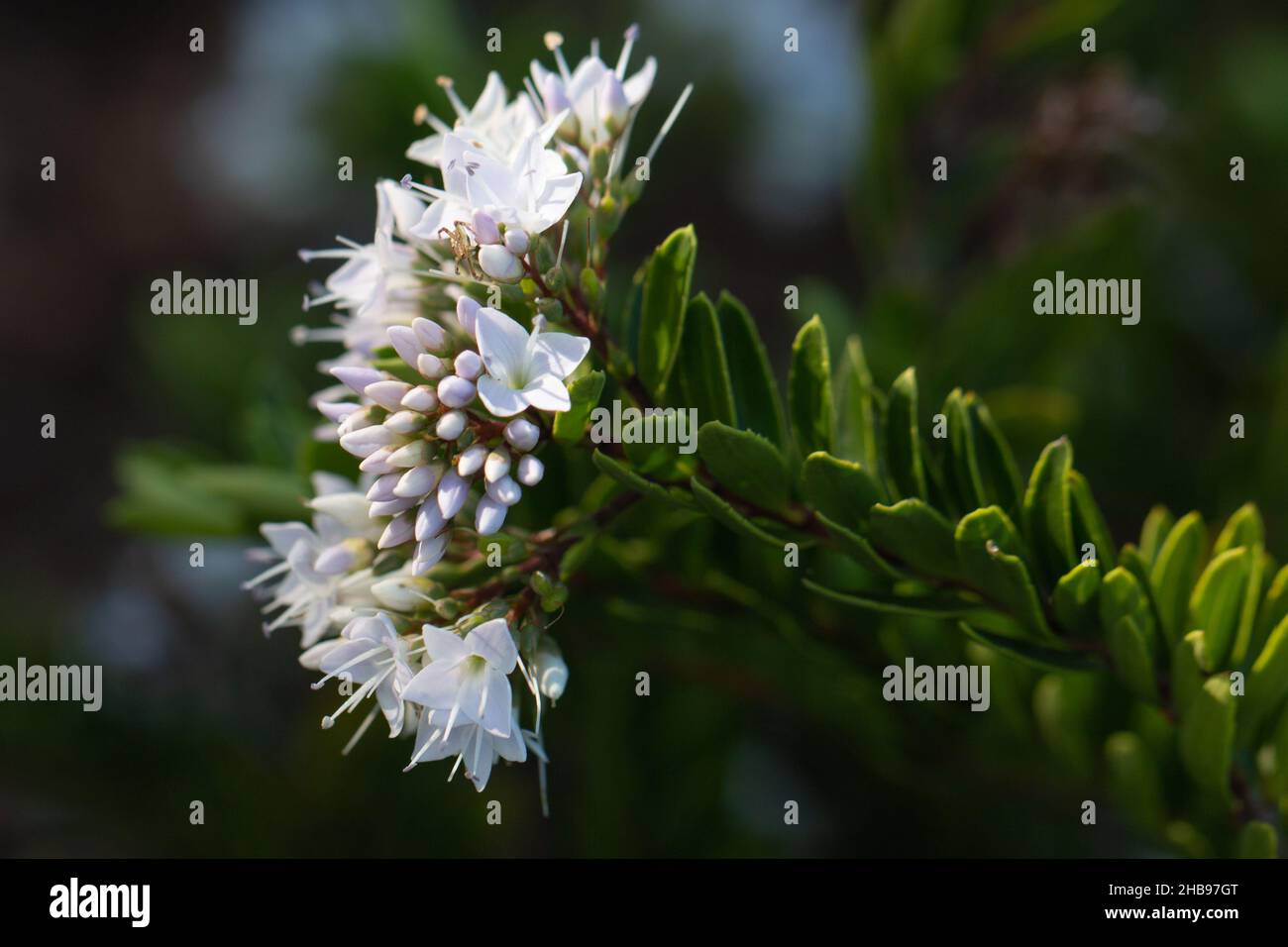 White Korimiko (Hebe stricta) starting to flower Stock Photo