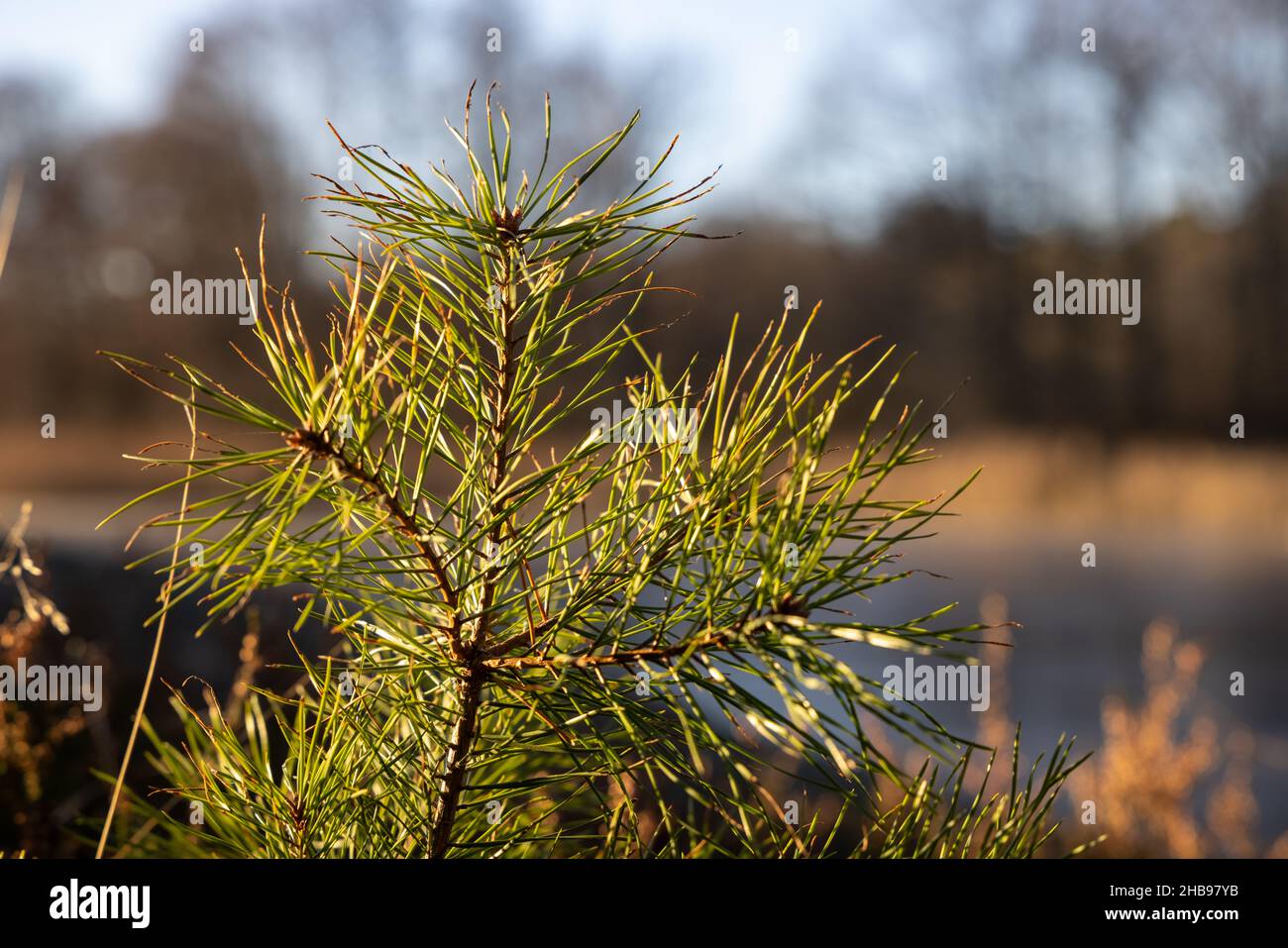 Soft focused young Pine buds. Pinus sylvestris, pinus nigra, branches of mountain pine. Pinus tree on a sunny day with the backlight of sun Stock Photo