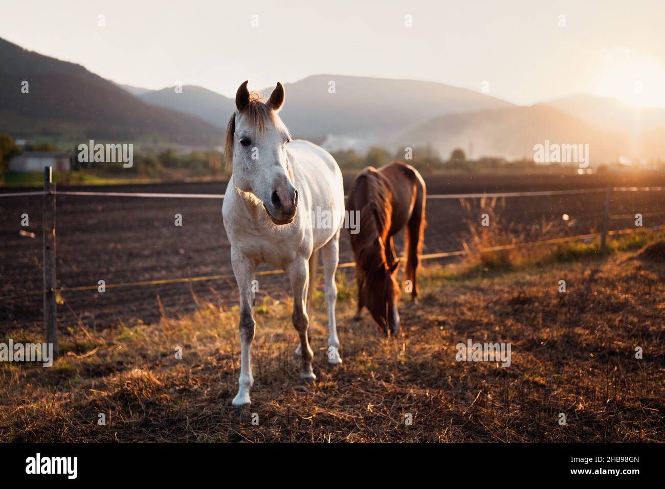 Two Arabian horses - white and brown one - walking on grass ground lit by afternoon sun, blurred field and mountains background Stock Photo