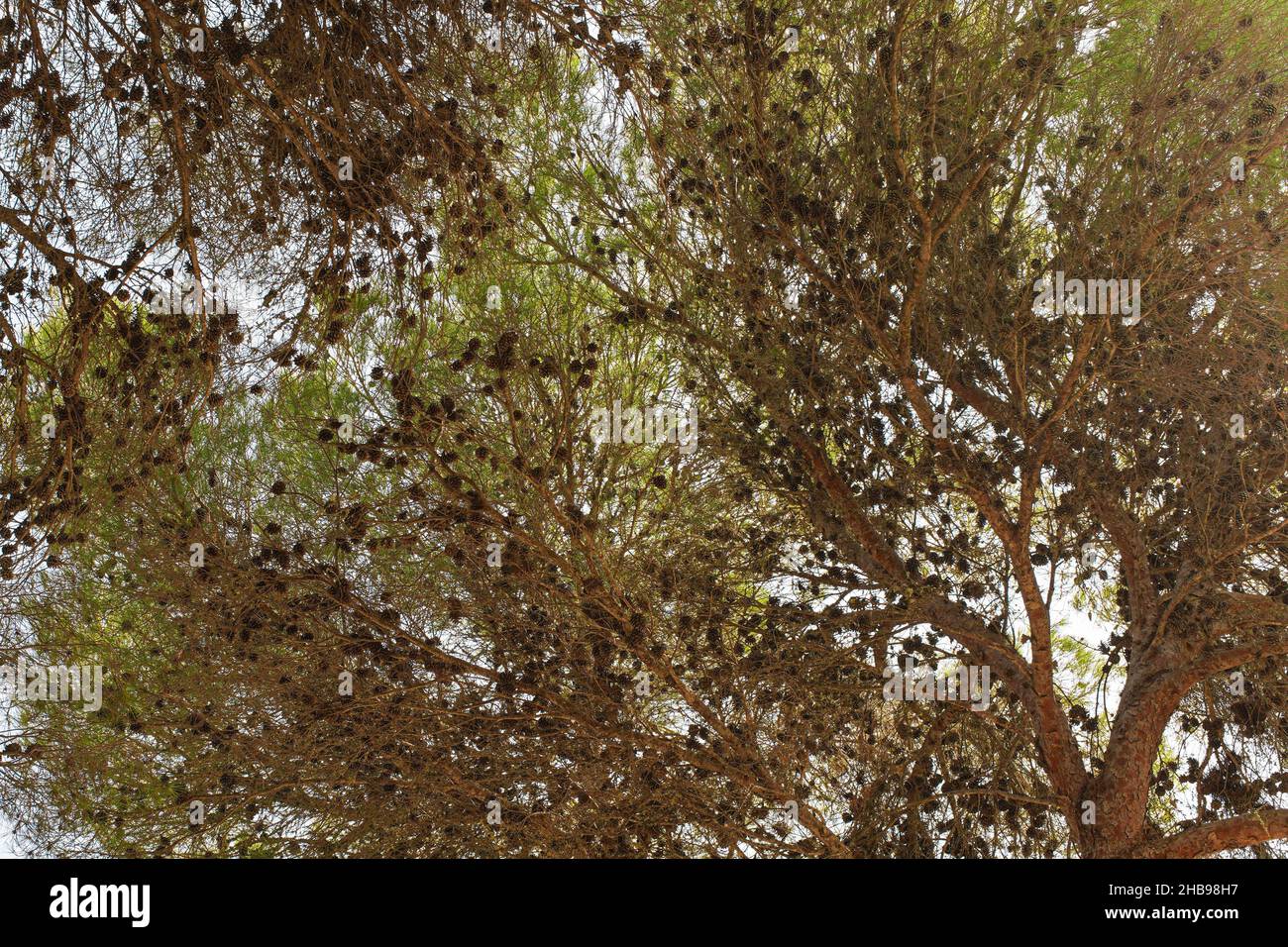 Looking up pine tree with many young coniferous cones growing on branches Stock Photo