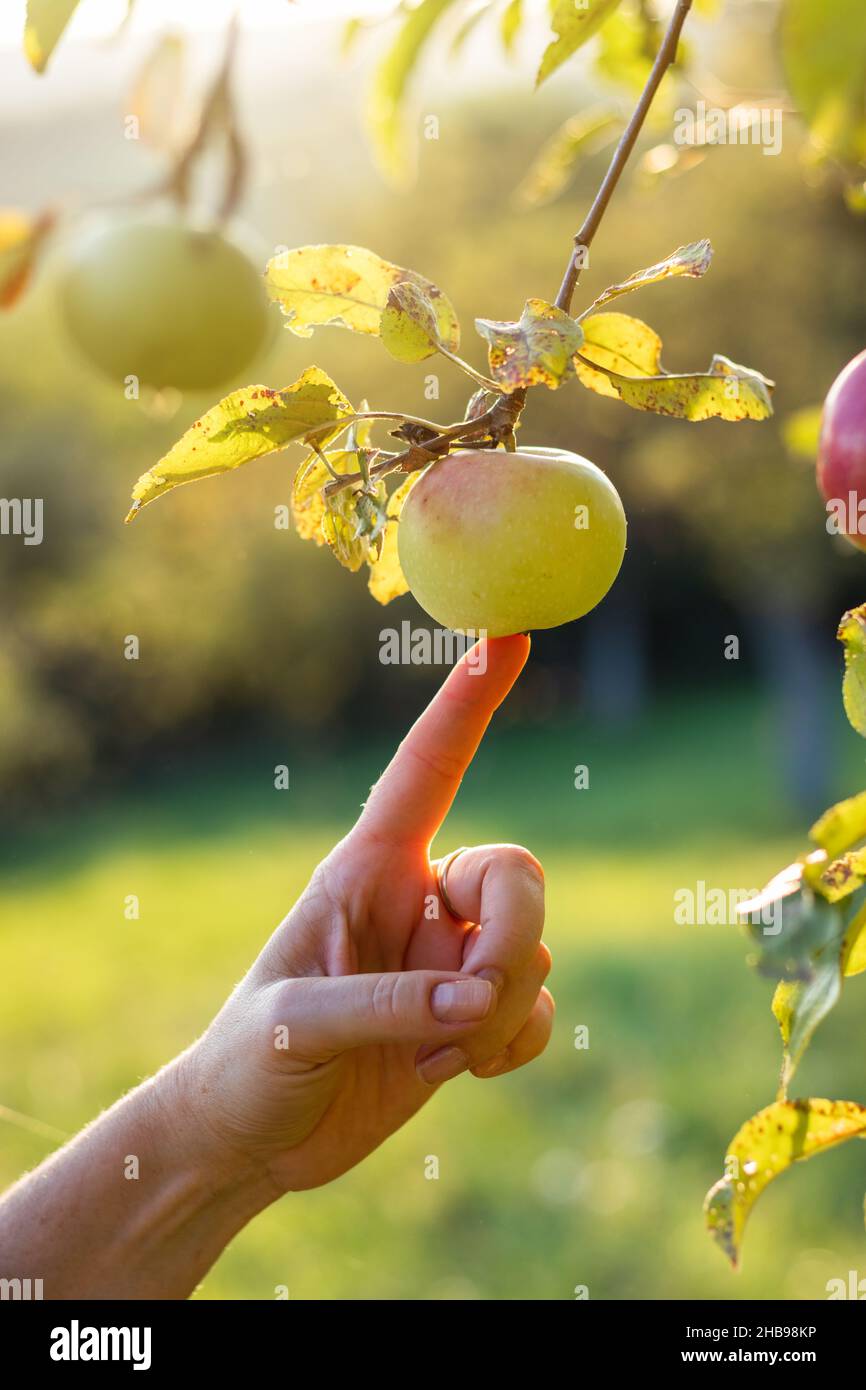 Harvest apple from fruit tree. Female hands touching apple in orchard