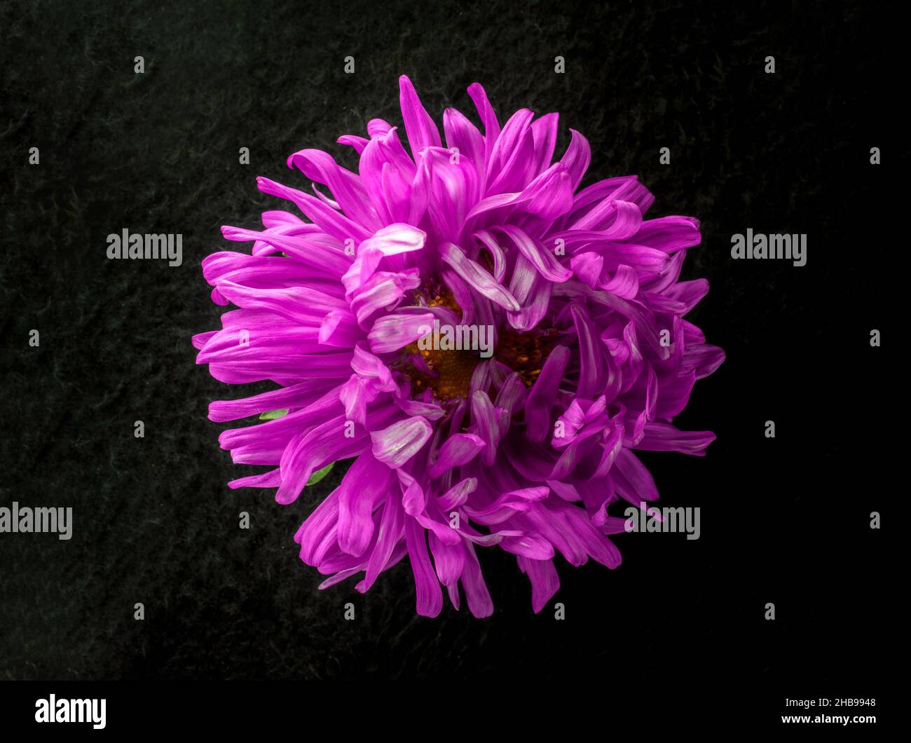 Studio shot of flower on black background. On a dark background. Stock Photo