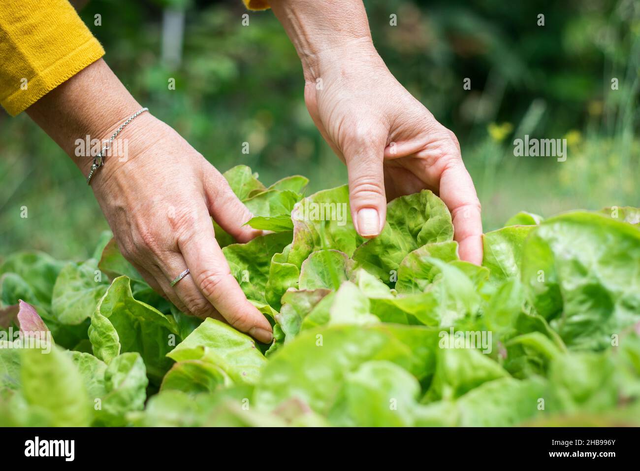 Harvesting organic homegrown lettuce from garden. Female hands picking up green salad from vegetable field Stock Photo