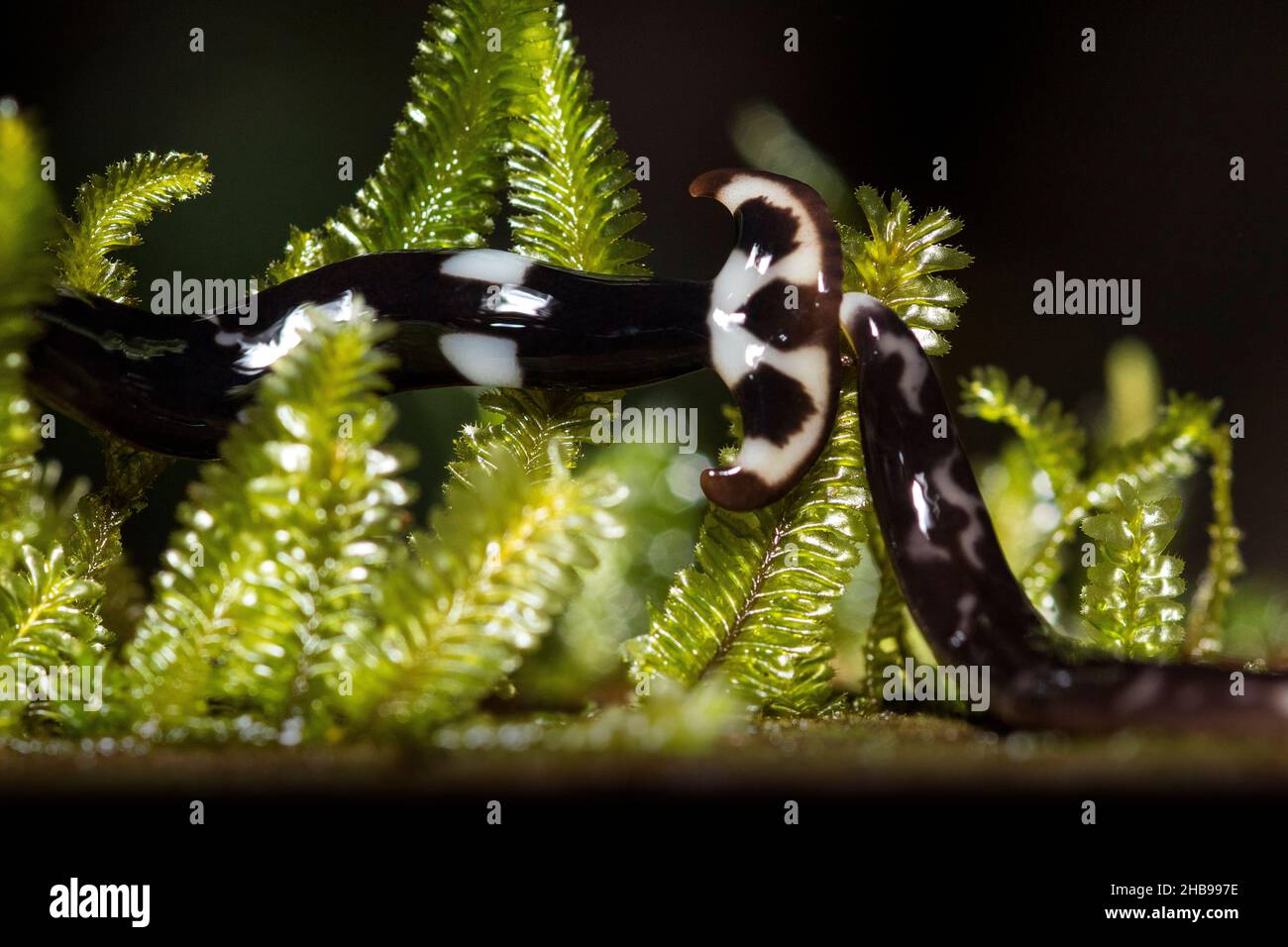 Hammerhead worm chasing another, Gunung Mulu national park Borneo Stock Photo