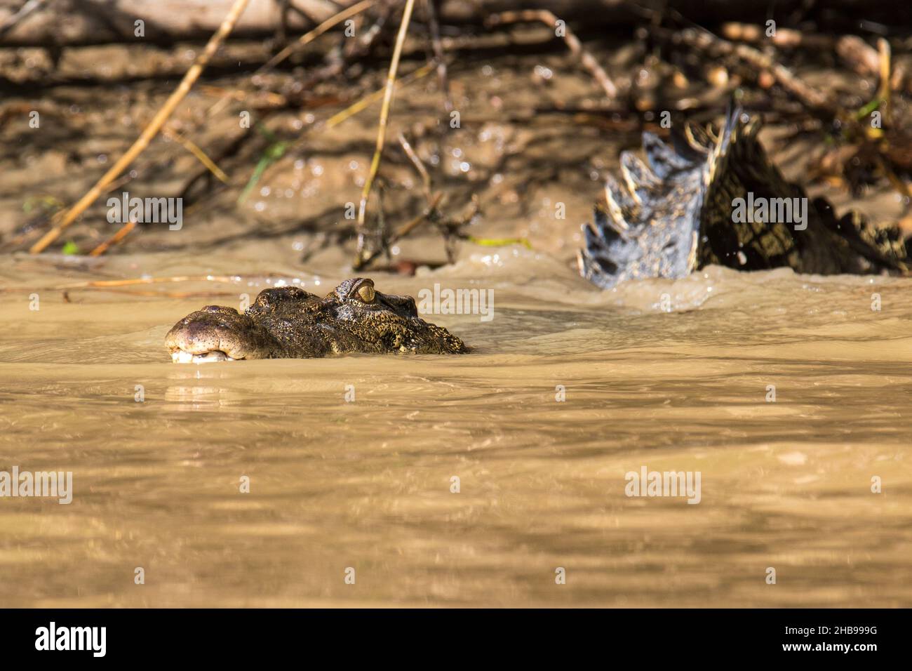 Salt water Crocodile entering the river, Borneo Malaysia Stock Photo ... Biology Diagrams