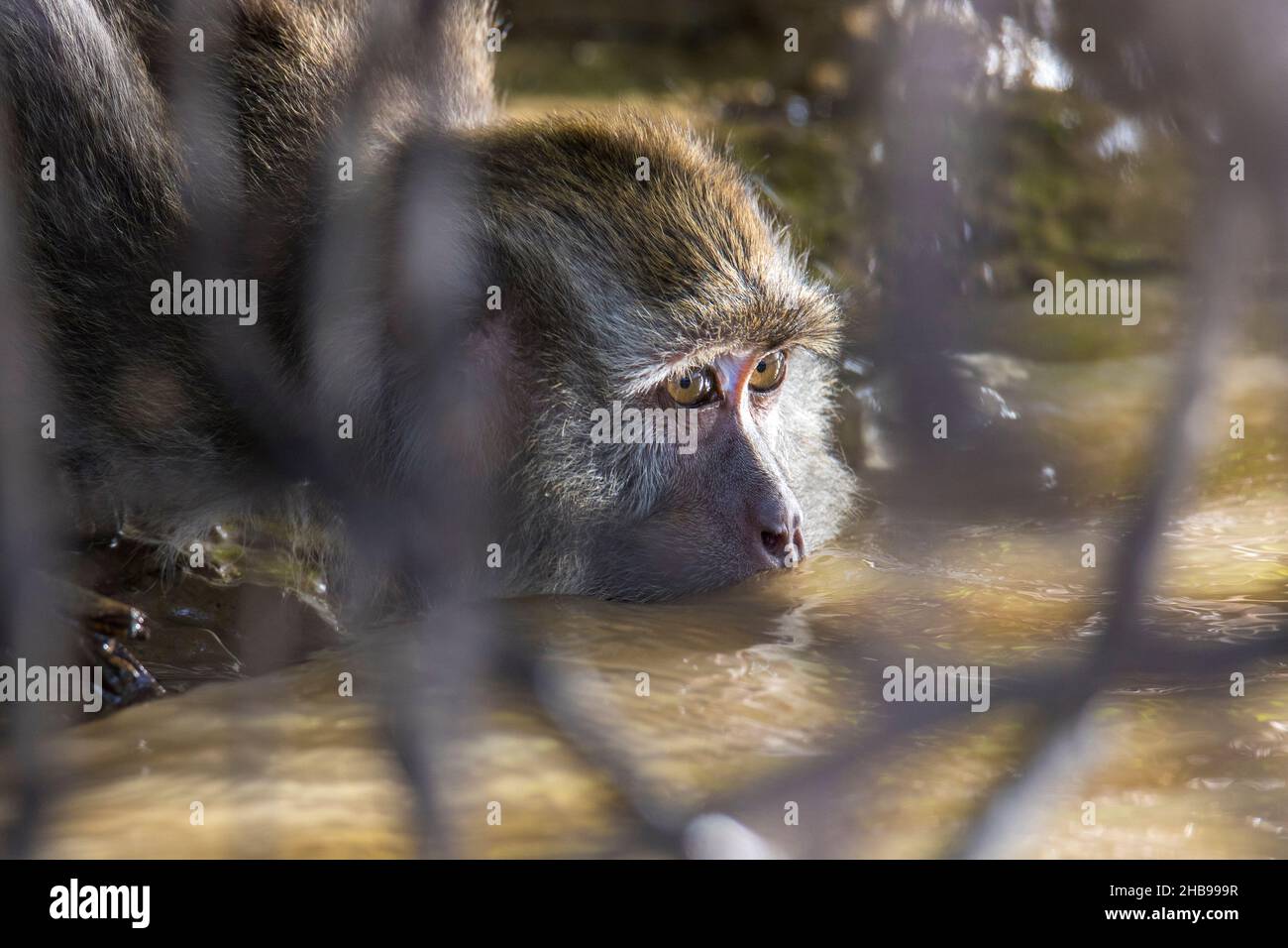 Long tialed macaque drinking water in the river, Borneo Malaysia Stock Photo