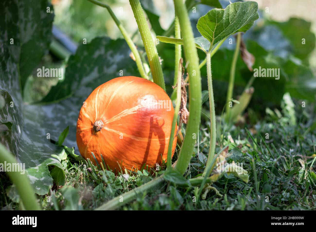 Pumpkin hokkaido in organic garden. Ripe vegetable in agricultural field. Growing pumpkins at farm Stock Photo
