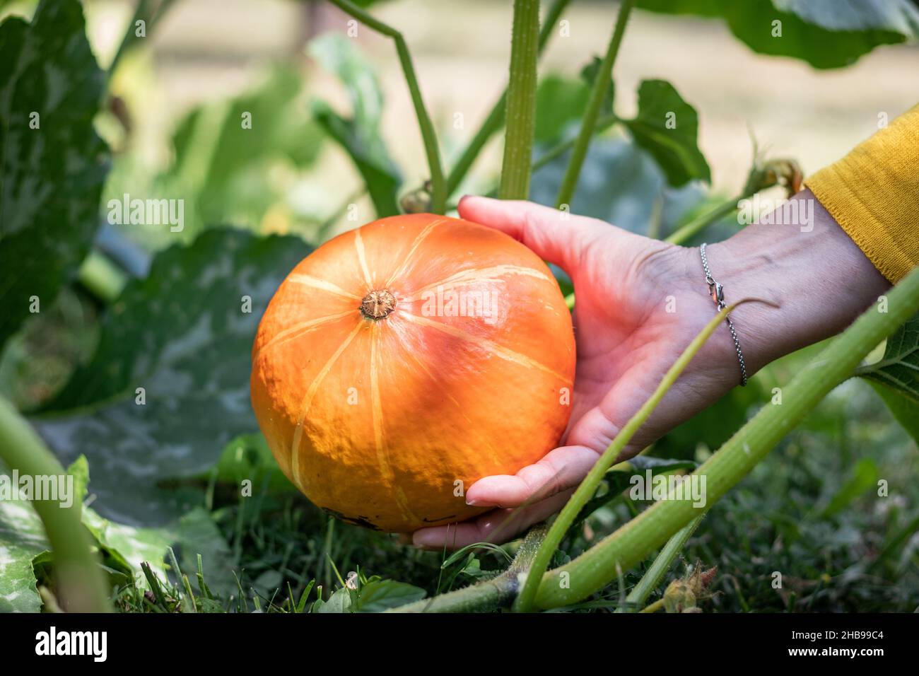 Harvesting pumpkin hokkaido in organic garden. Female hand picking up ripe pumpkin vegetable at agricultural field Stock Photo