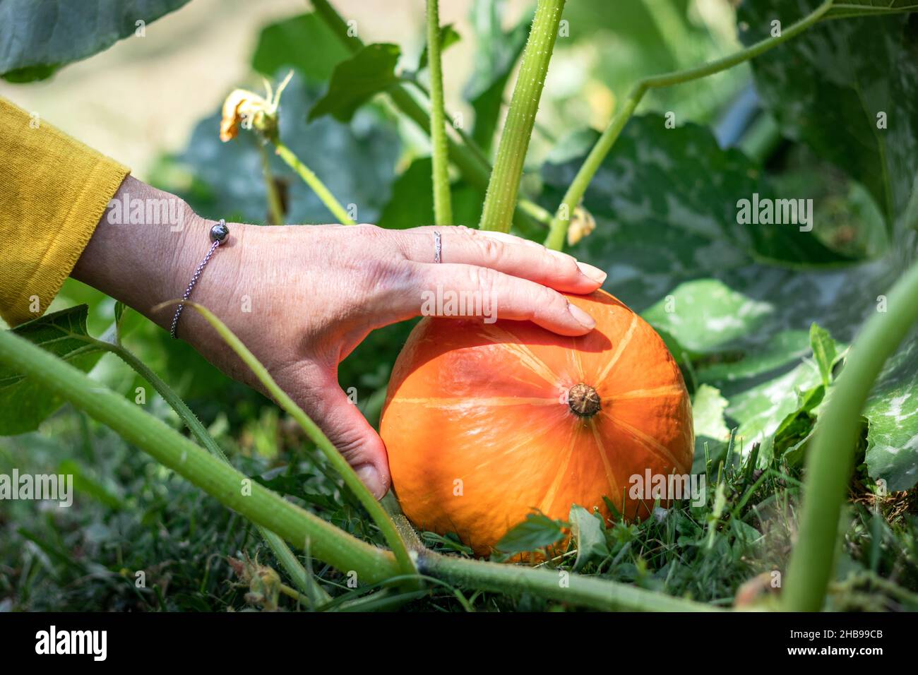 Harvest pumpkin hokkaido from organic vegetable garden. Farmer hand picking up ripe pumpkins at agricultural field Stock Photo