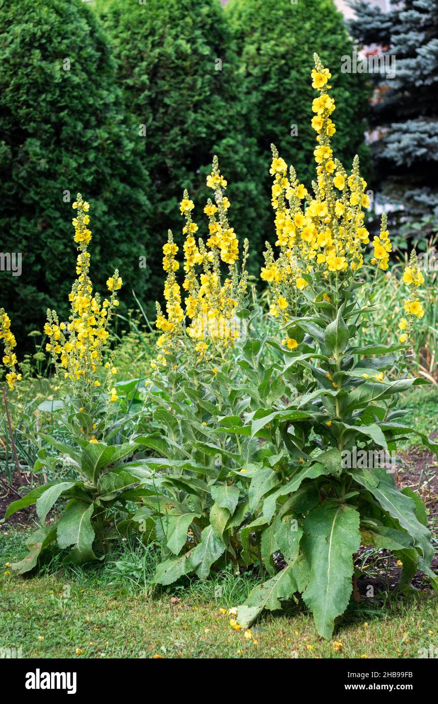 Mullein plant (verbascum densiflorum) in bloom at organic garden. Yellow verbascum flowers. Herbs with yellow petal Stock Photo