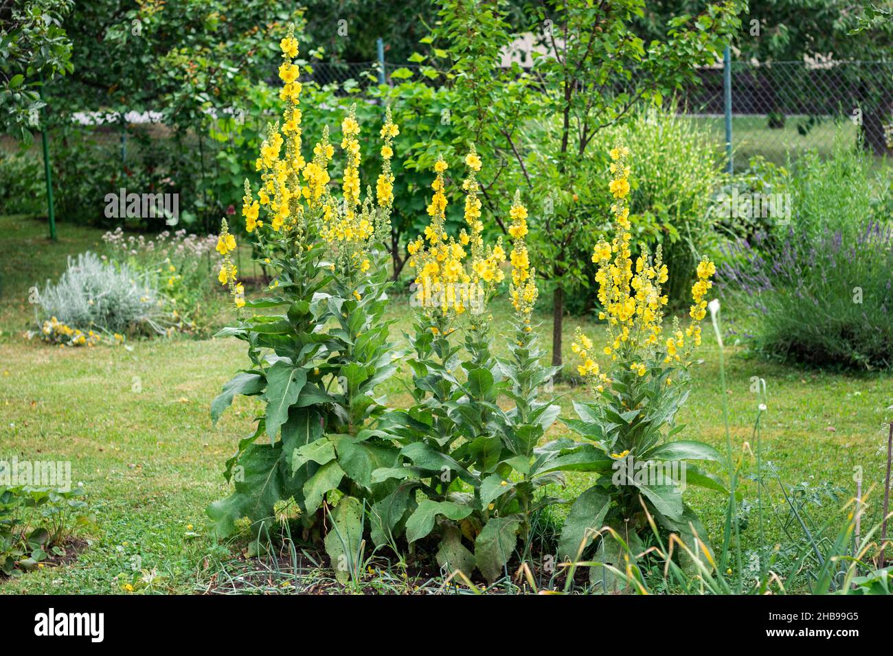 Verbascum flowers in organic garden, mullein plant with yellow petal