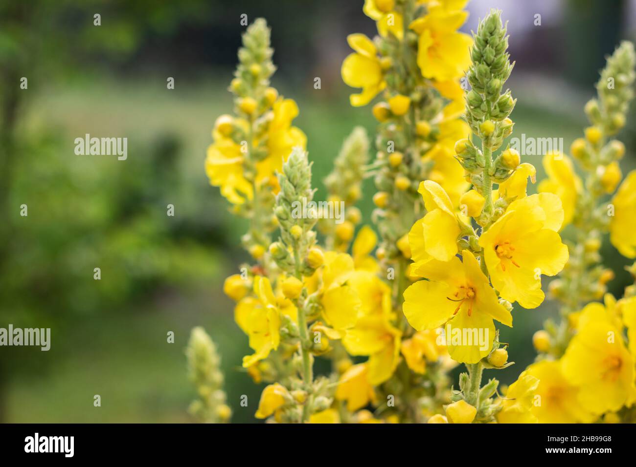Verbascum Densiflorum in bloom, yellow mullein flower. Herbs for alternative medicine Stock Photo