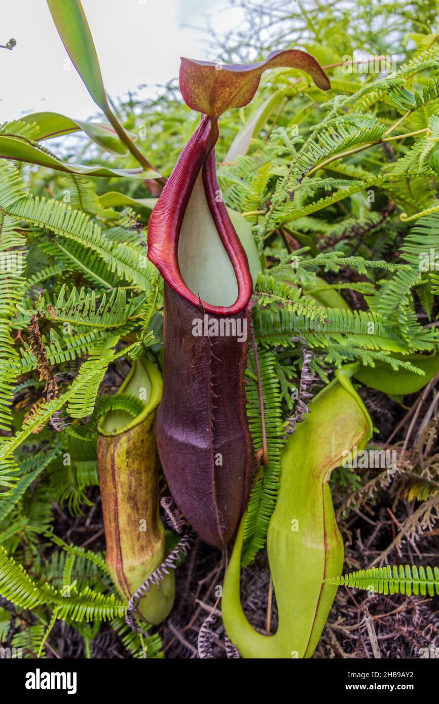 Carnivorous Pitcher plant in the Cameron Highlands, Malaysia Stock ...