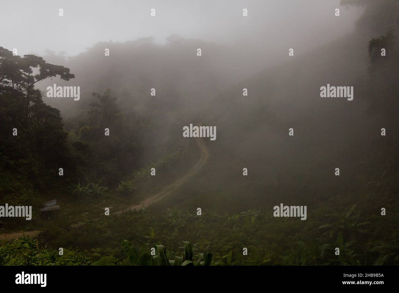Road in misty forest aerial hi-res stock photography and images - Alamy
