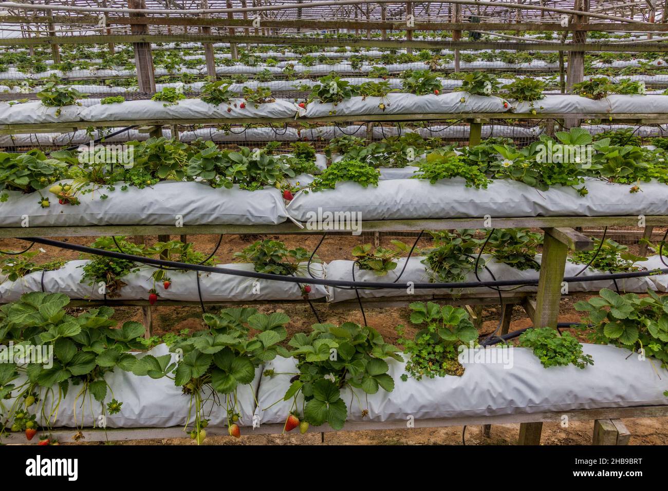 View of a strawberry farm in the Cameron Highlands, Malaysia Stock Photo Alamy