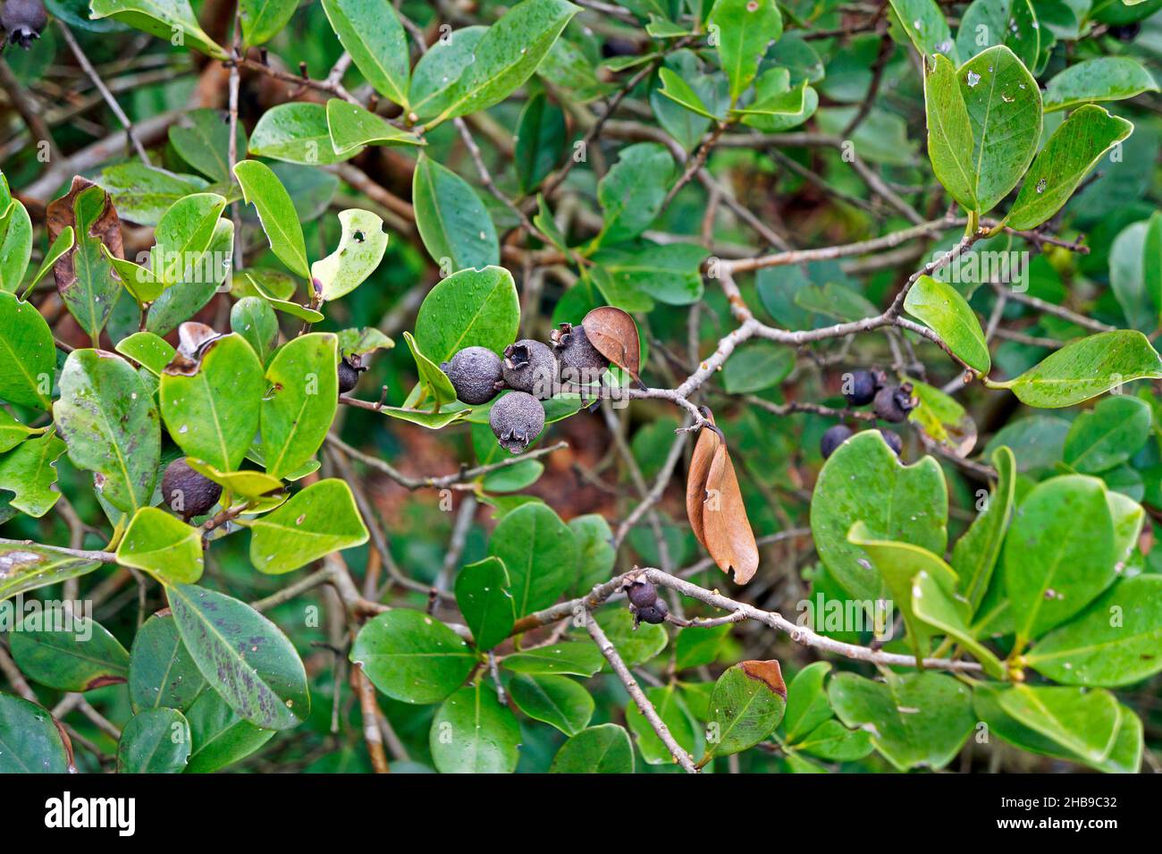 Wild berries on tropical rainforest Stock Photo Alamy