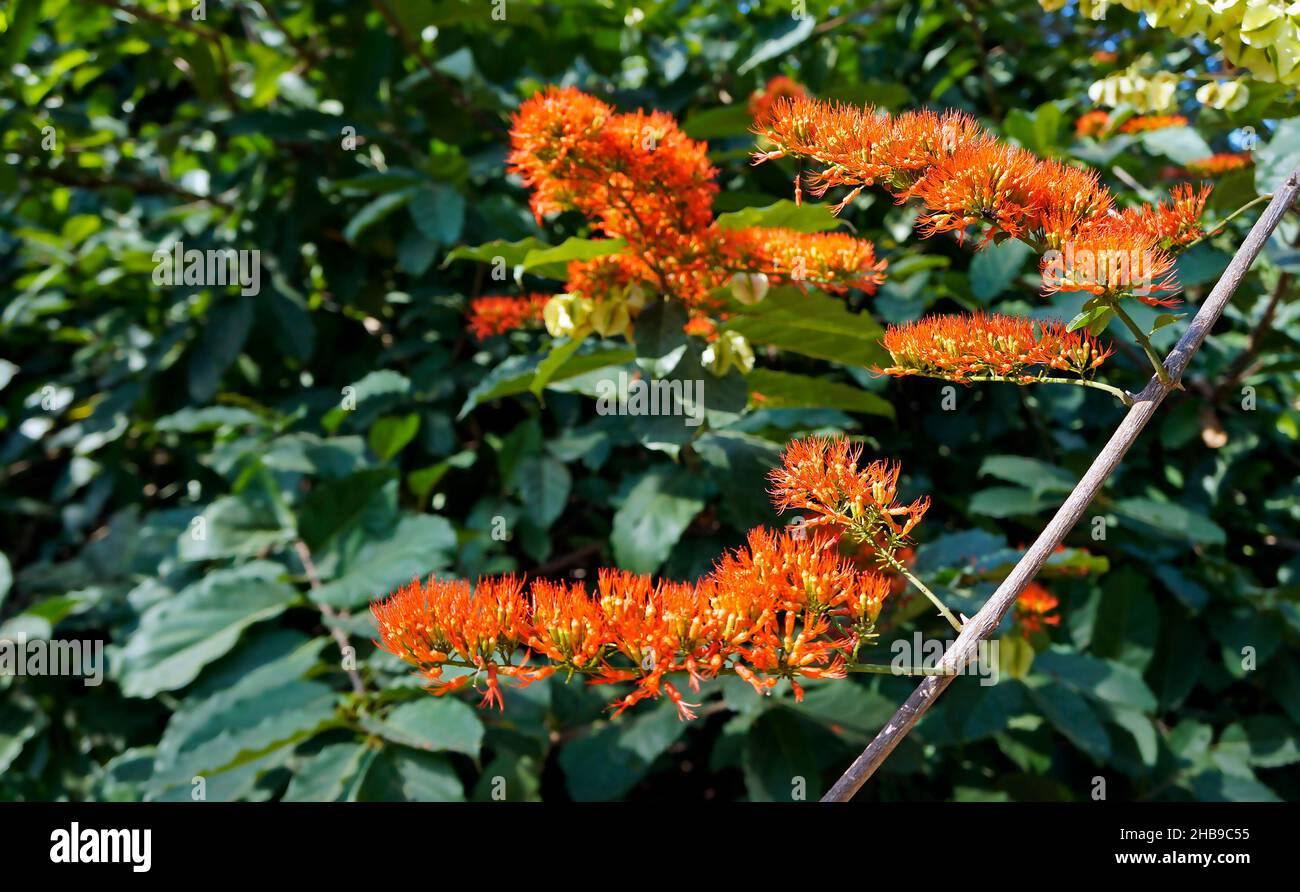 Orange Flame Vine or Chameleon Vine  (Combretum coccineum) Stock Photo