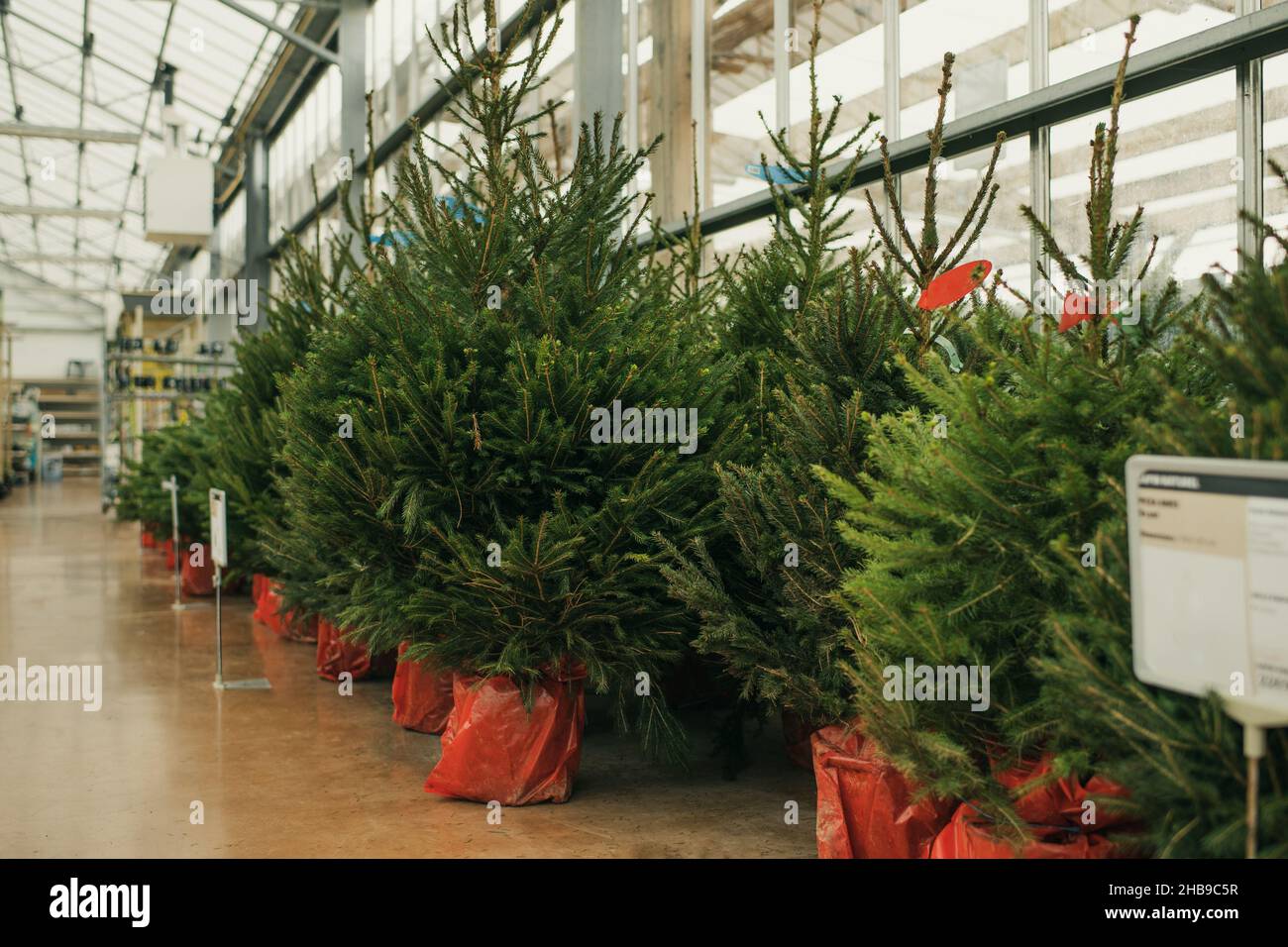 Christmas trees for sale on a market for growing Stock Photo Alamy