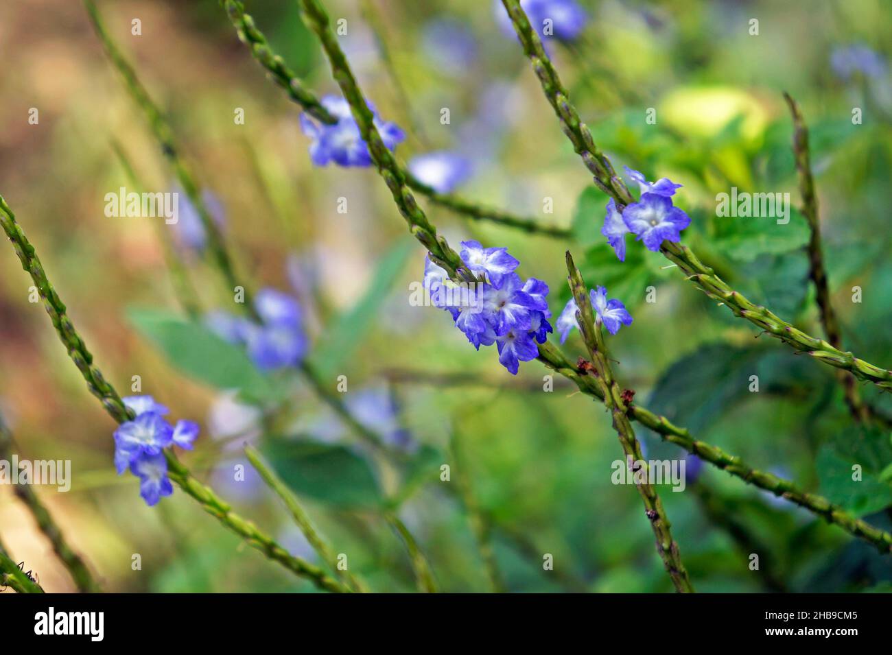 Blue snakeweed flowers (Stachytarpheta cayennensis) Stock Photo
