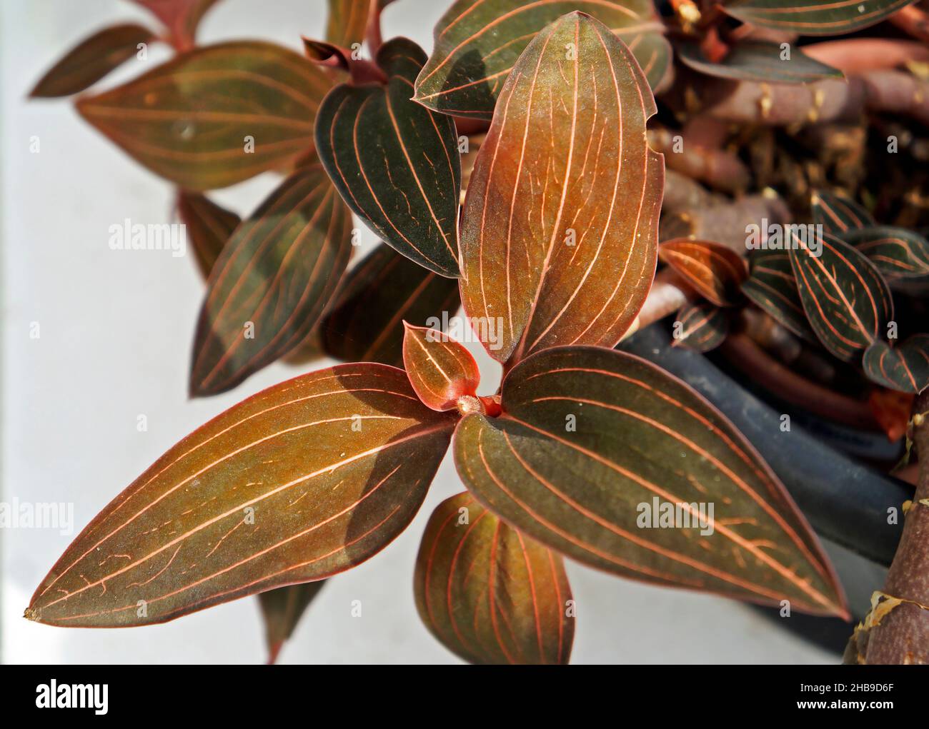 Black Jewel orchid plant leaves (Ludisia discolor) Stock Photo