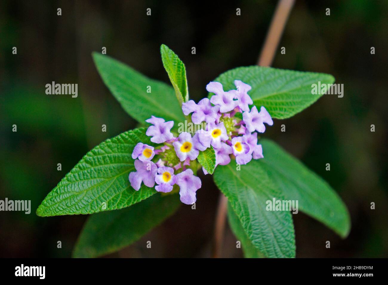 Bushy lippia flowers (Lippia alba) Stock Photo