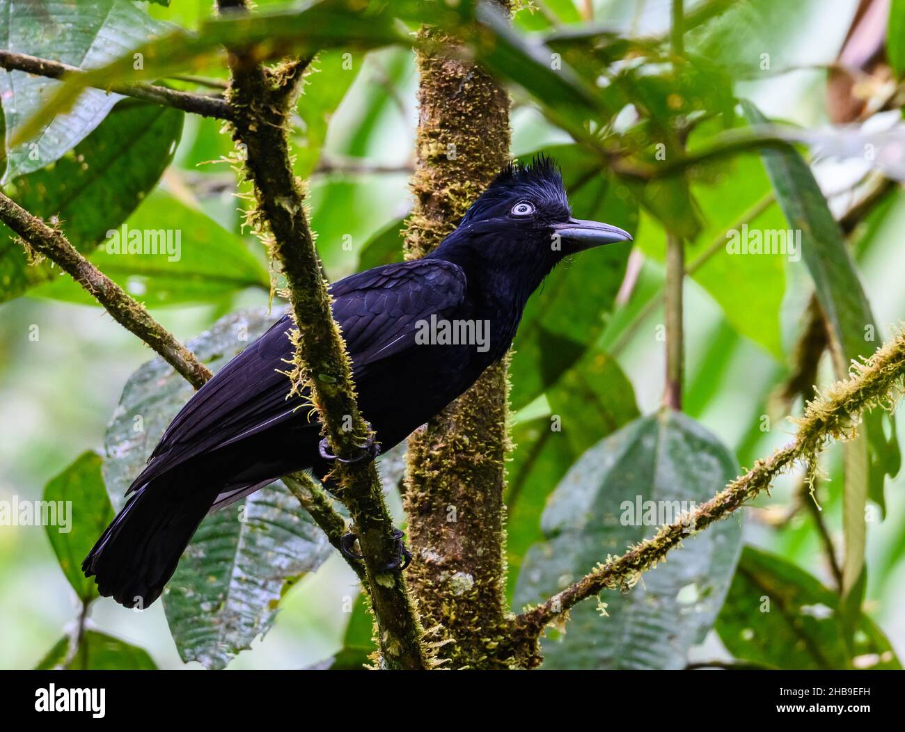 An Amazonian Umbrellabird (Cephalopterus ornatus) perched on a branch. Podocarpus National Park, Ecuador, South America. Stock Photo