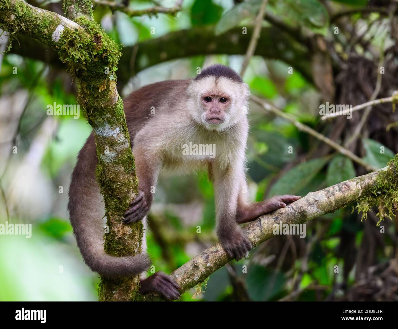 A White-fronted Capuchin (Cebus equatorialis) monkey on a tree. Ecuador, South America. Stock Photo
