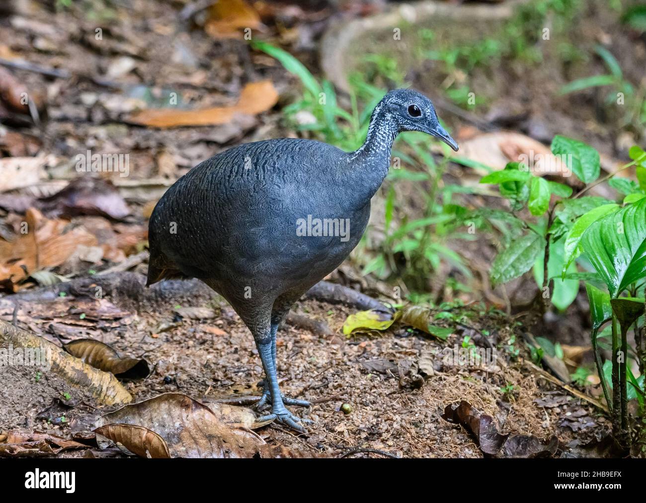 A Gray Tinamou (Tinamus tao) foraging in the forest. Ecuador, South America. Stock Photo