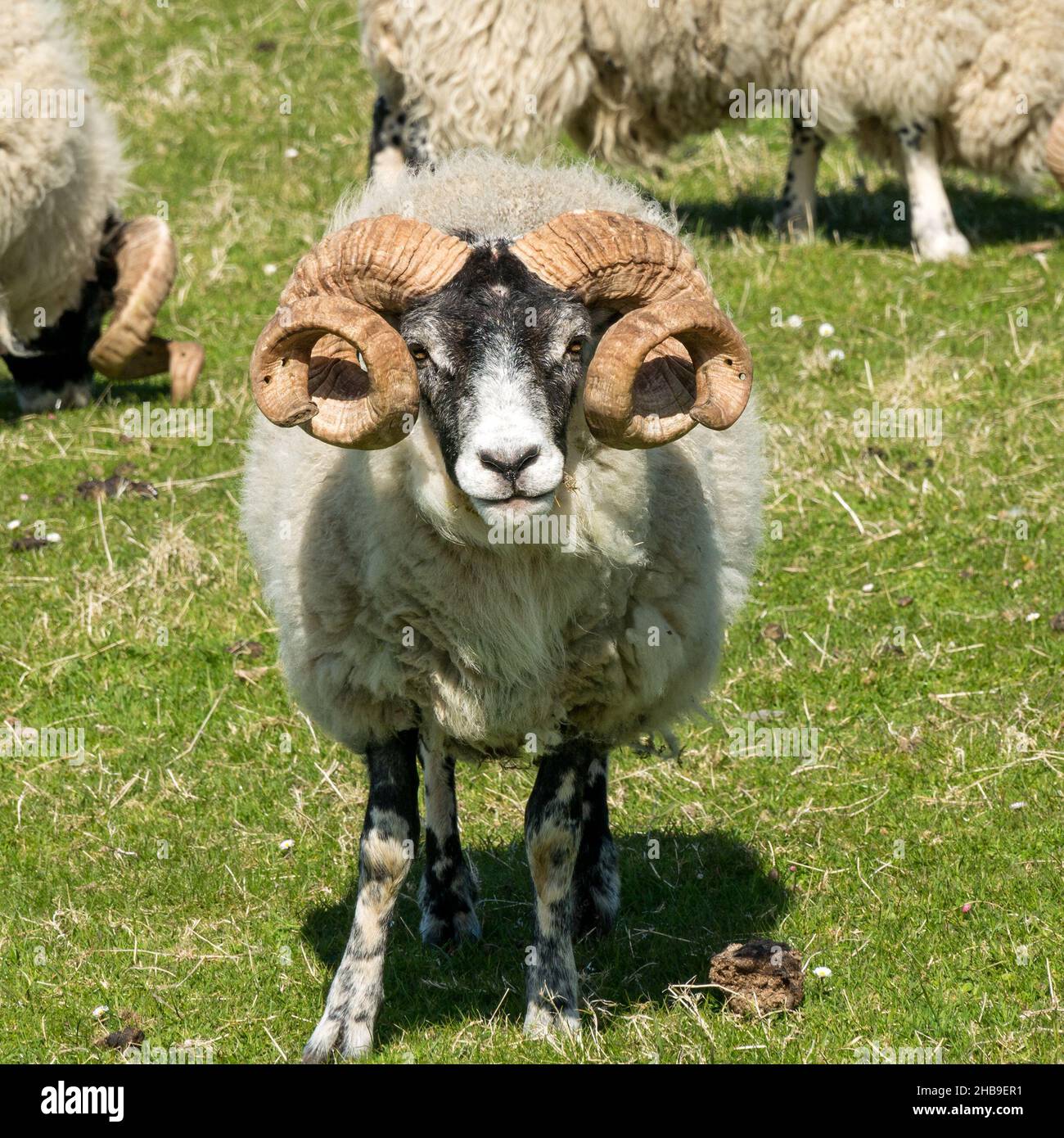 Blackface sheep with large curly horns standing in green grassy field on the Isle of Lewis, Scotland, UK Stock Photo