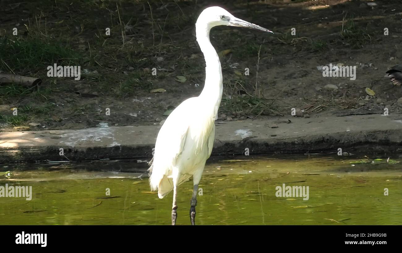 Closeup of white heron or little egret standing in a lake with blurred background. Freshwater and coastal birds in the family Ardeidae. Egretta Stock Photo